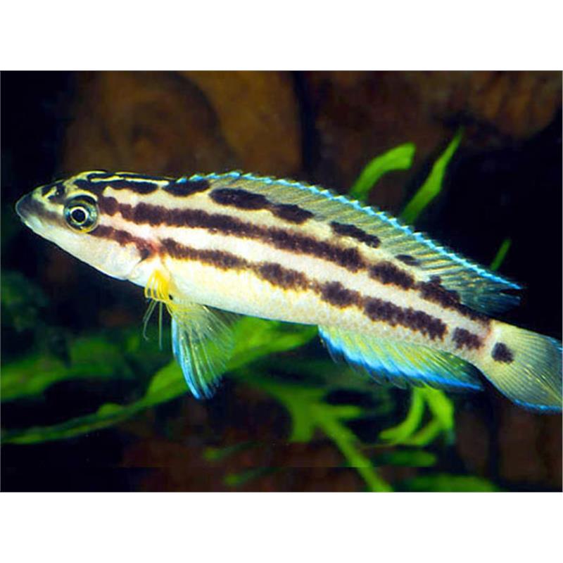 Julidochromis ornatus - imagine 4